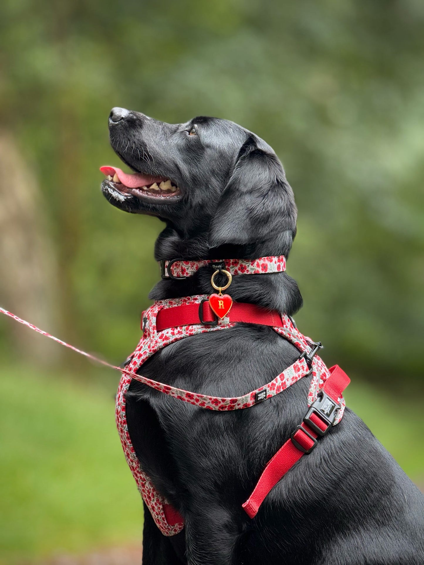 Collar - Painted Poppies