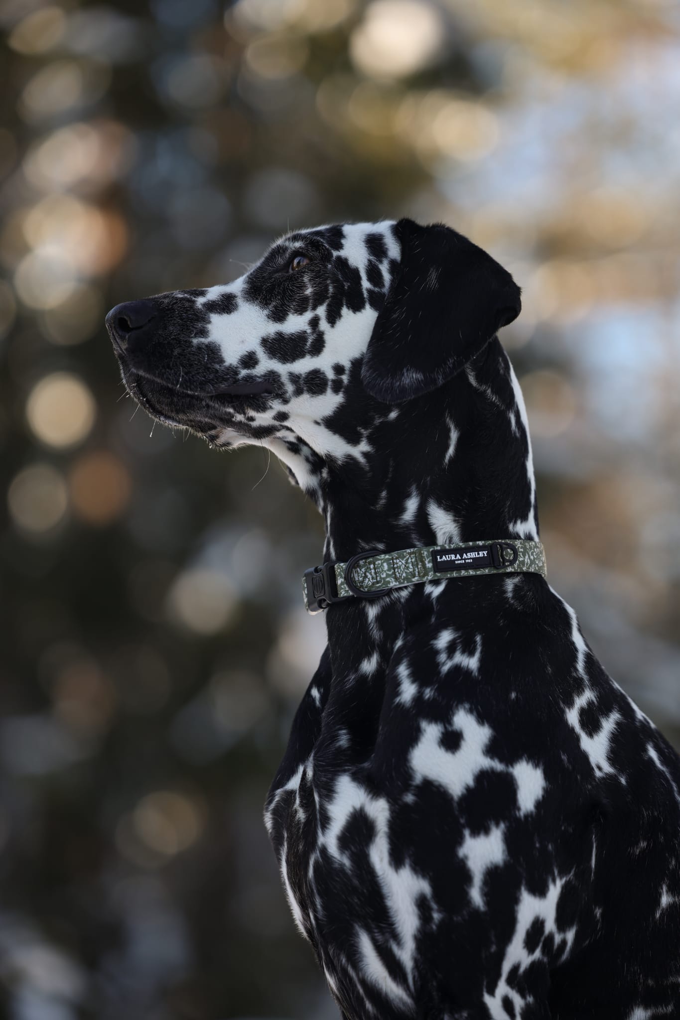 Laura Ashley Dog Collar - Sweet Alyssum