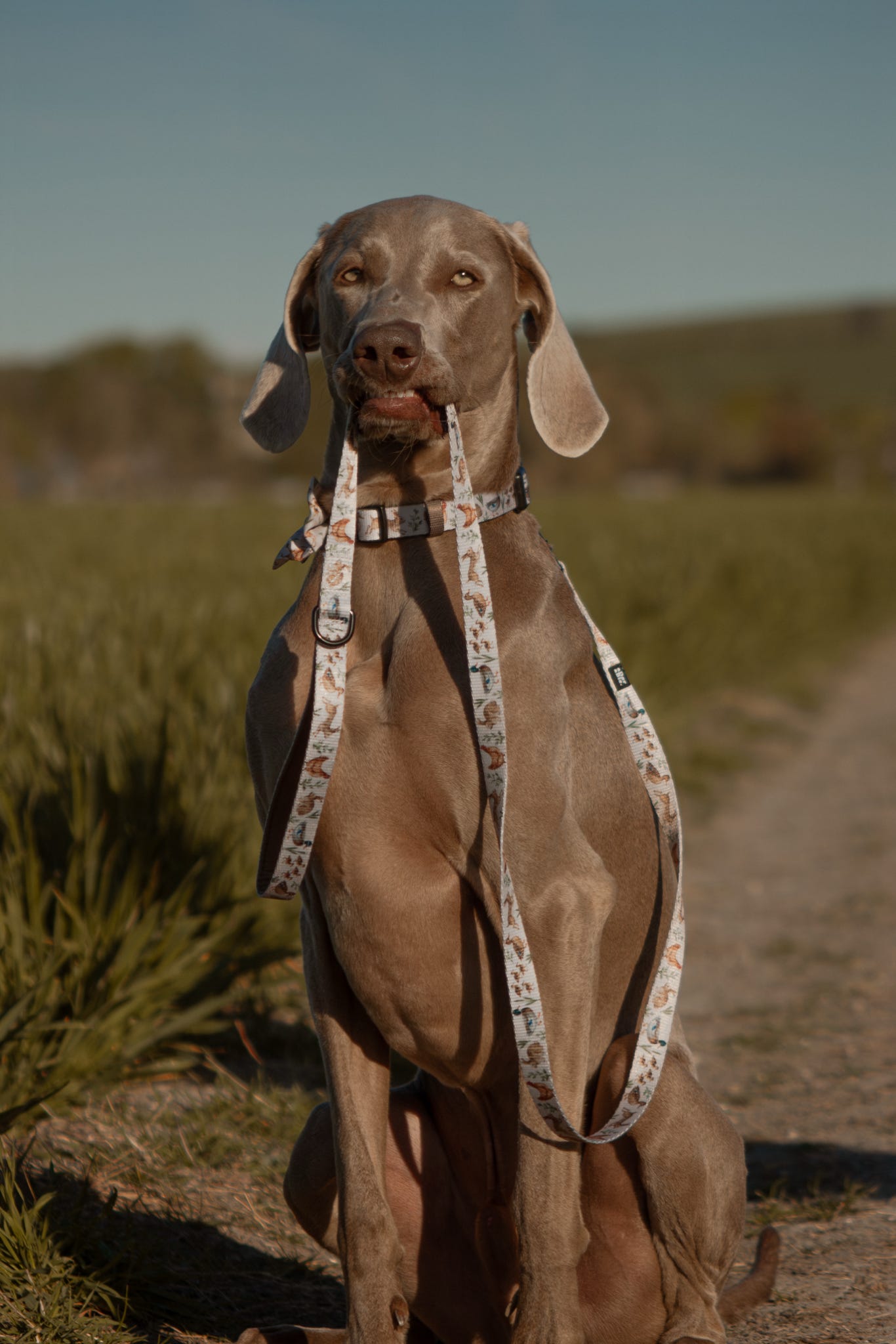 Fabric Dog Lead - Cotswold Cottage