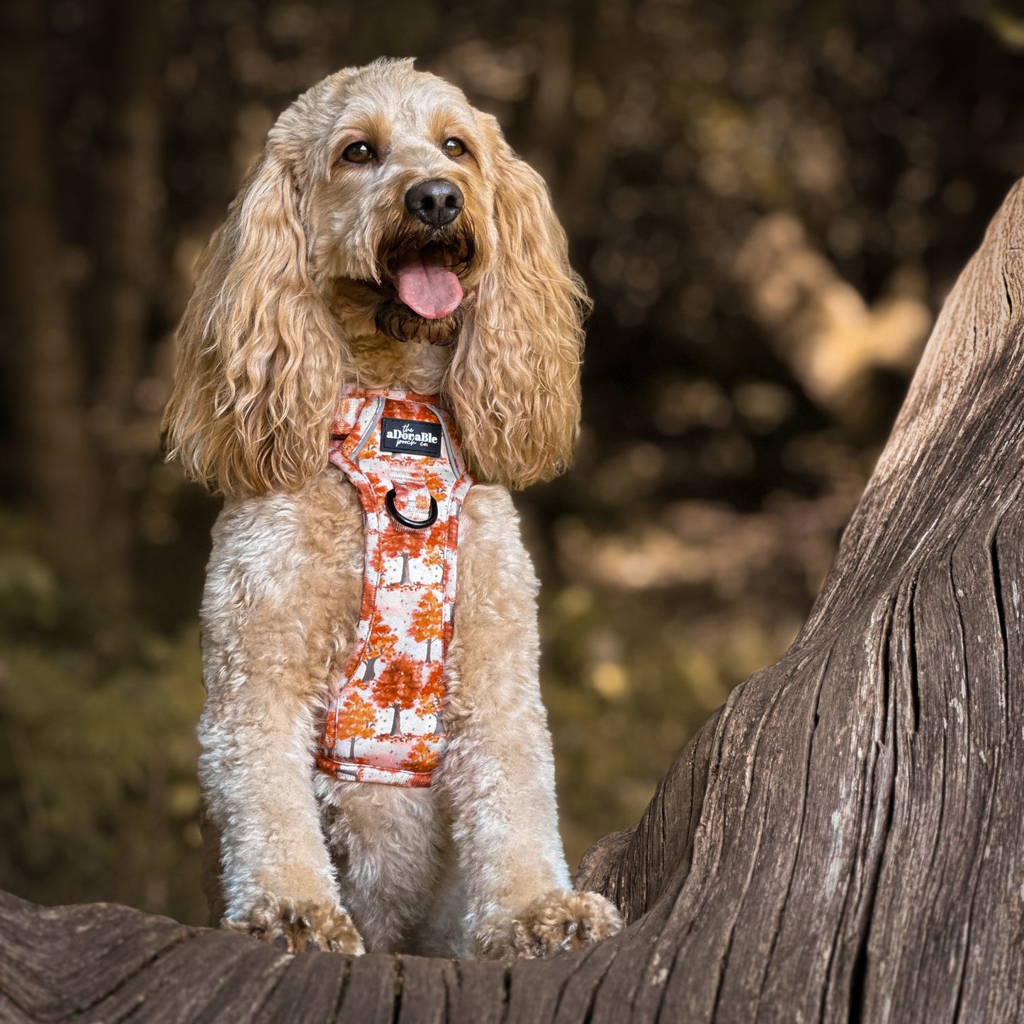 Hike & Go Lite™ Harness - Autumn Orchard