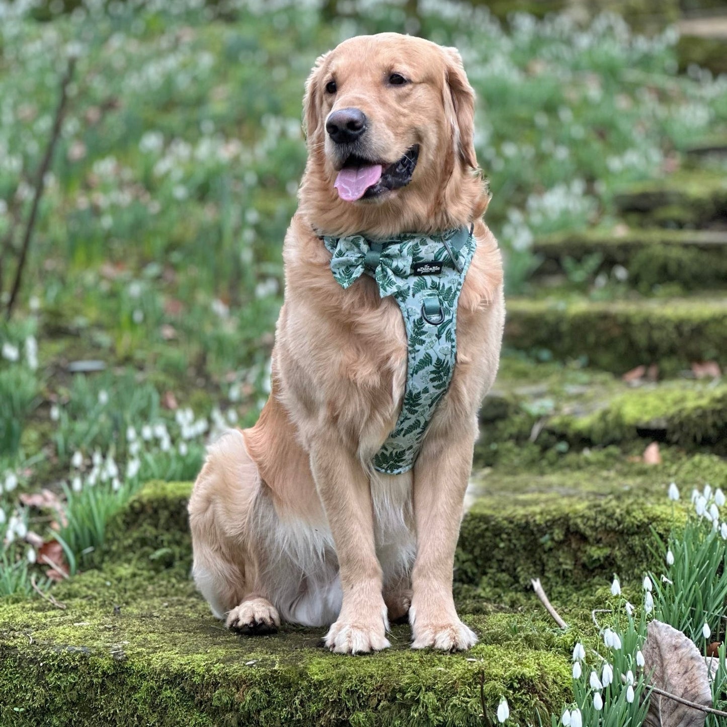 Hike & Go Lite™ Harness - Forest Of Ferns