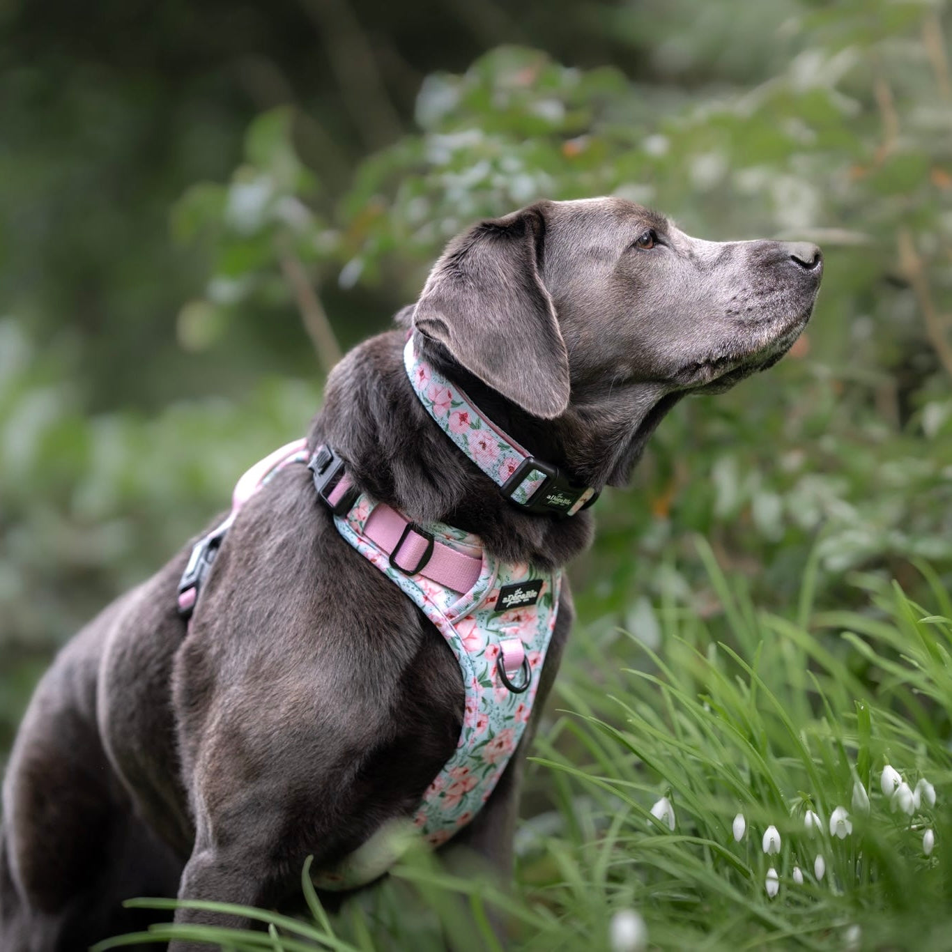 Collar - Peony Petals