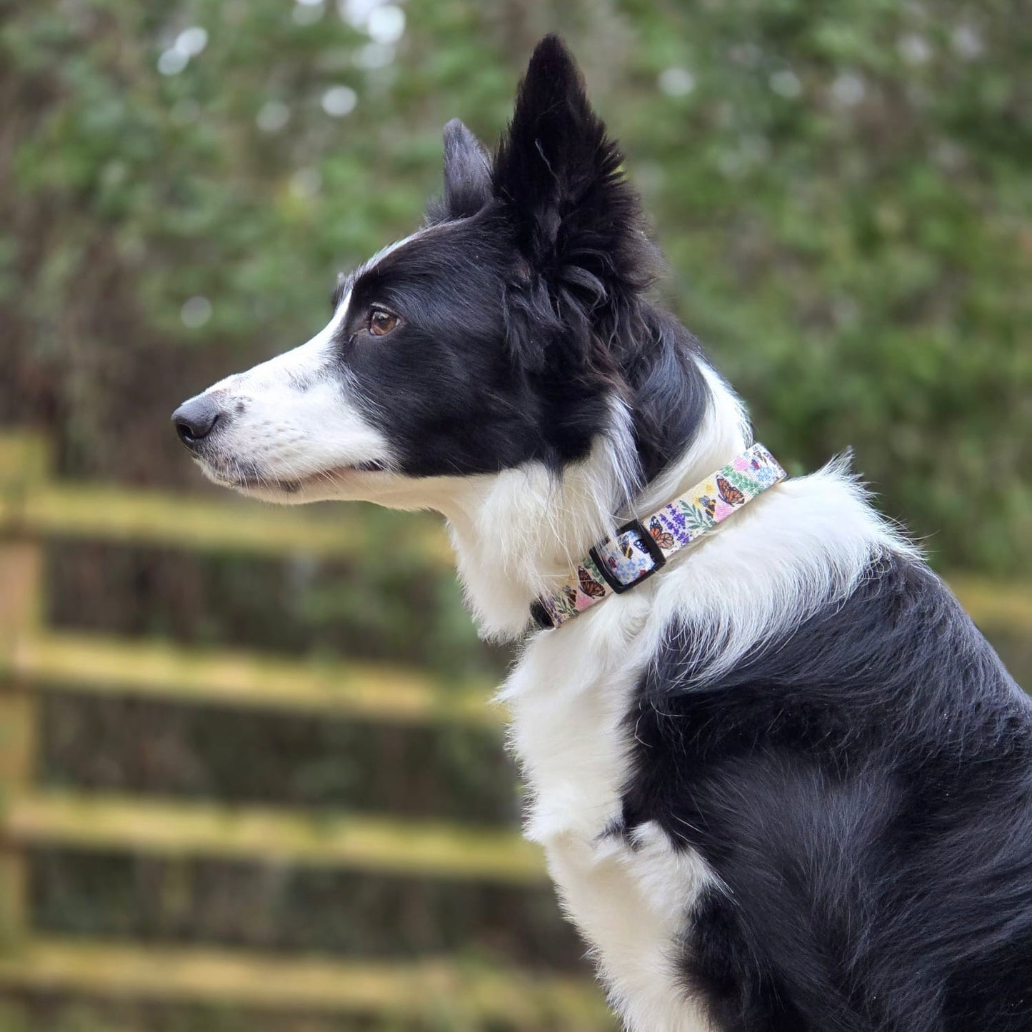 Collar - Bumbles & Butterflies