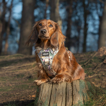 Hike & Go Lite™ Harness - Bumbles & Butterflies