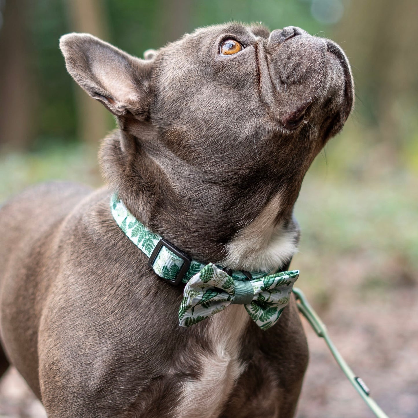 Bow Tie - Forest Of Ferns