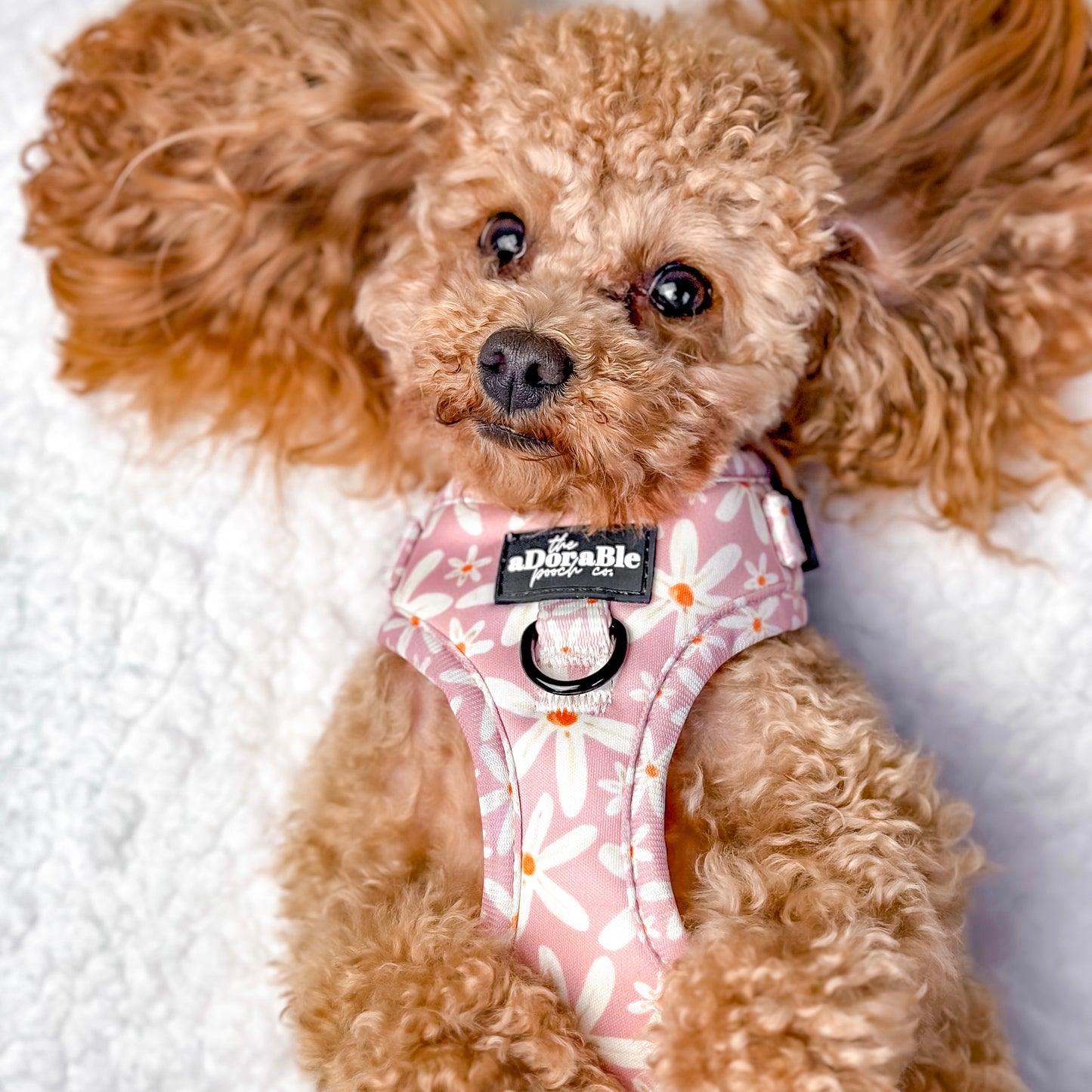 Adjustable Harness - Dandy Daisy