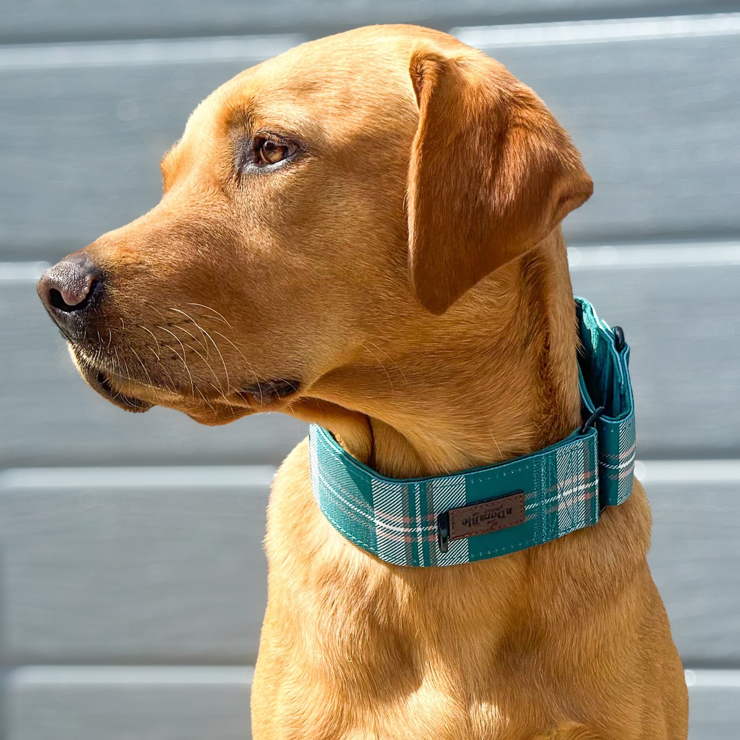 Heritage Martingale Collar - Pheasant Green