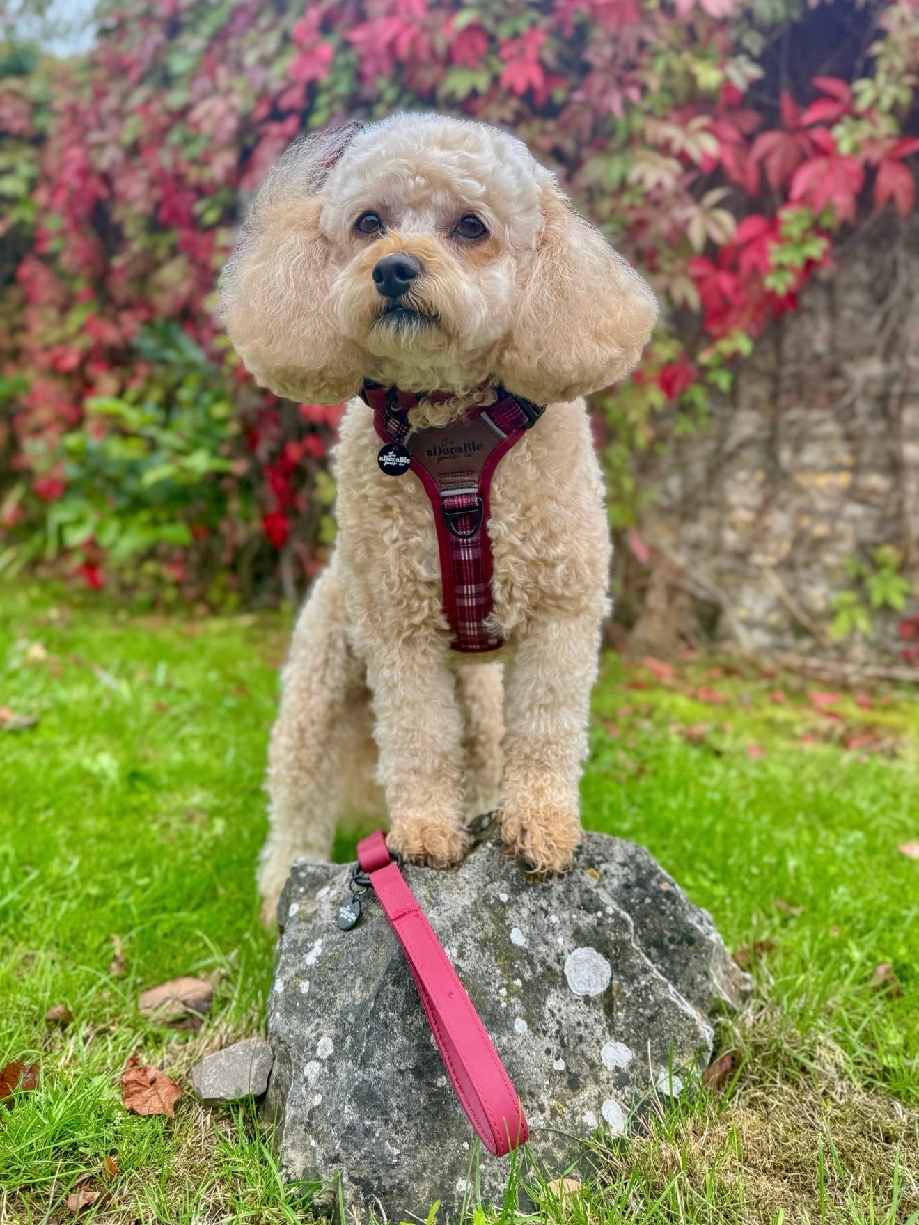 Streamline Pro™ Dog Harness - Heritage Collection - Merlot Manor