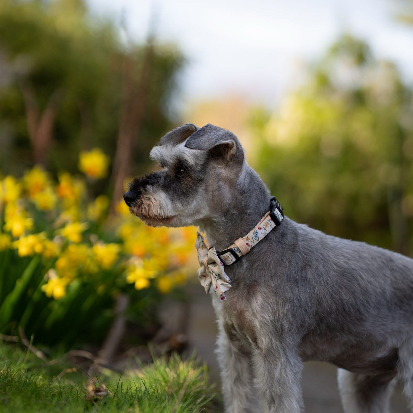 Dog Collar - Spring Garden