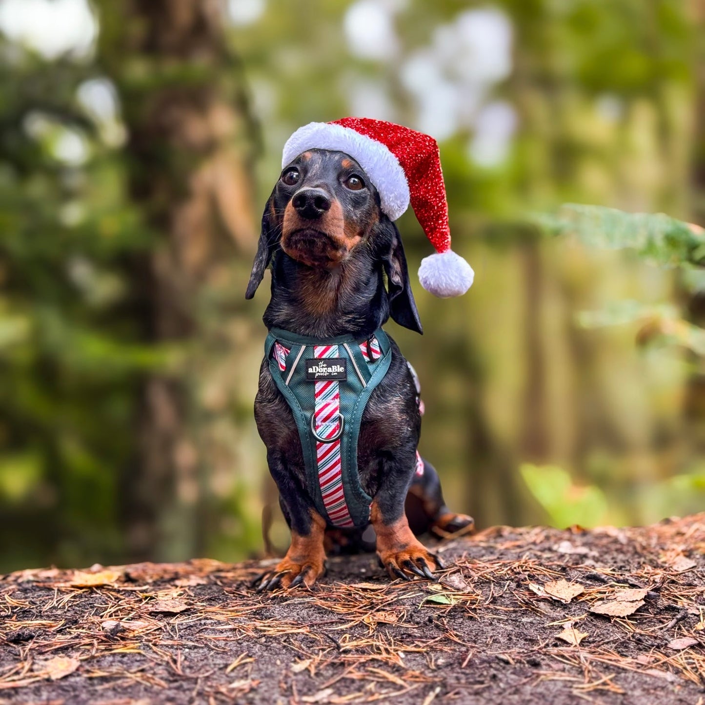 Hike & Go™ Harness - Candy Cane Forest