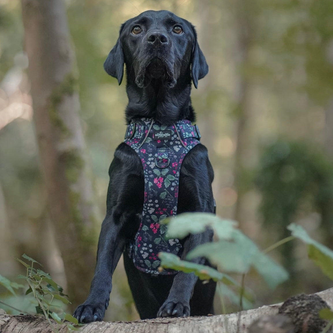 Hike & Go Lite™ Harness - Bramble Berry