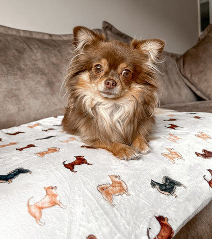 Supersize Soft Blanket - Watercolour Chihuahuas