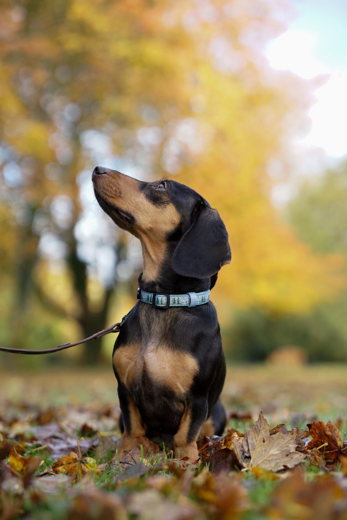 Collar - Daydream Heights