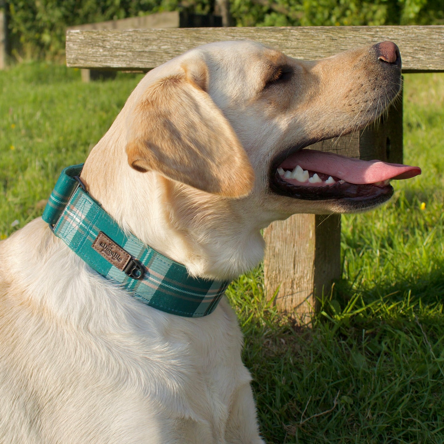 Heritage Martingale Collar - Pheasant Green