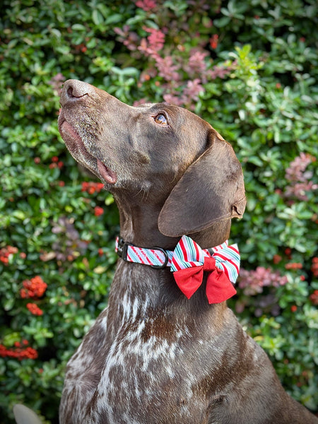 Sailor Bow Tie - Candy Cane Forest