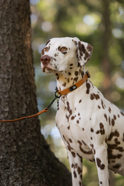 HydroFlex Lite™ Dog Collar - Gingerbread