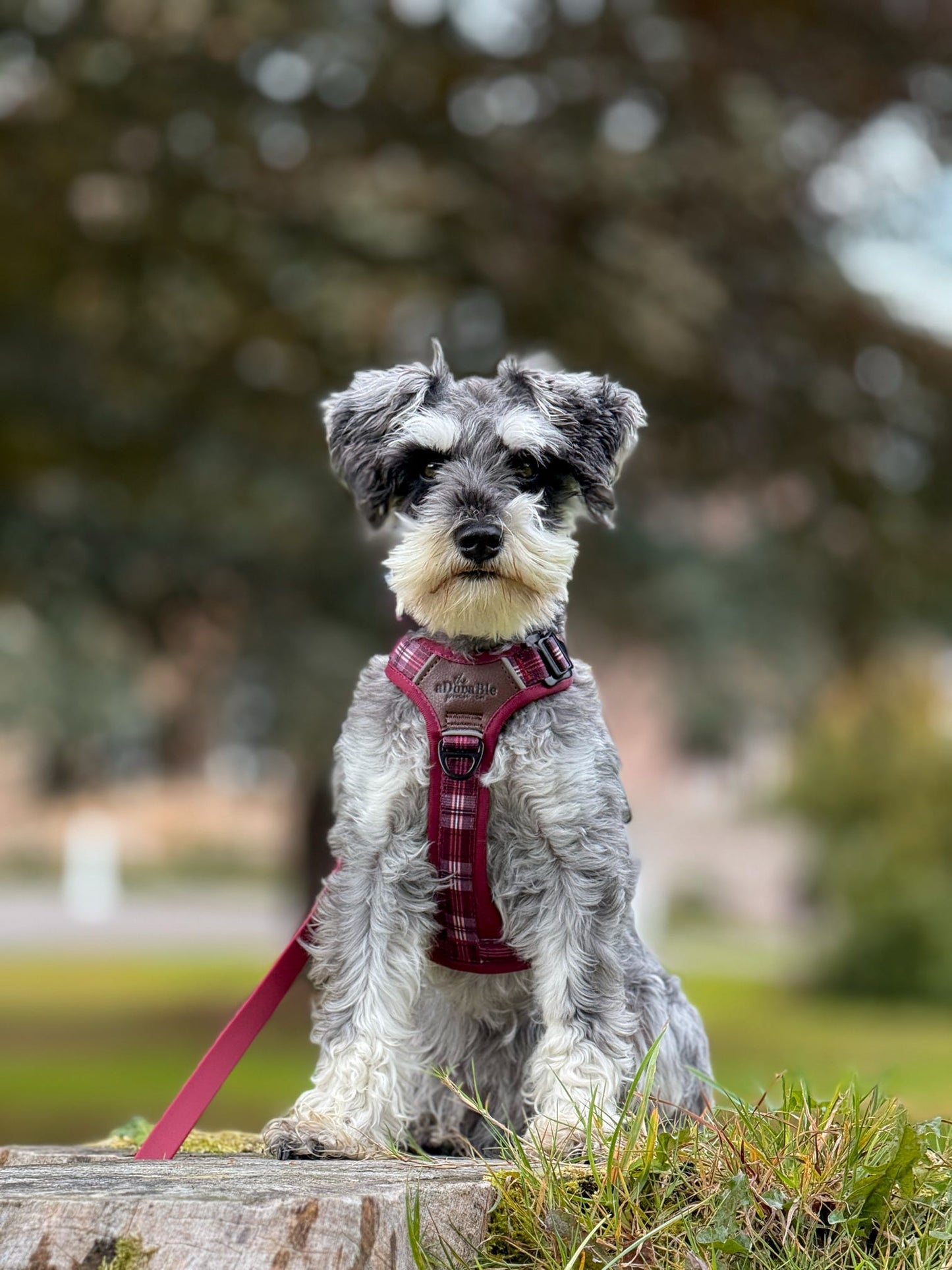 Streamline Pro™ Dog Harness - Heritage Collection - Merlot Manor