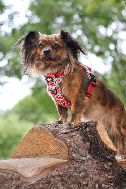 Hike & Go™ Harness - Painted Poppies