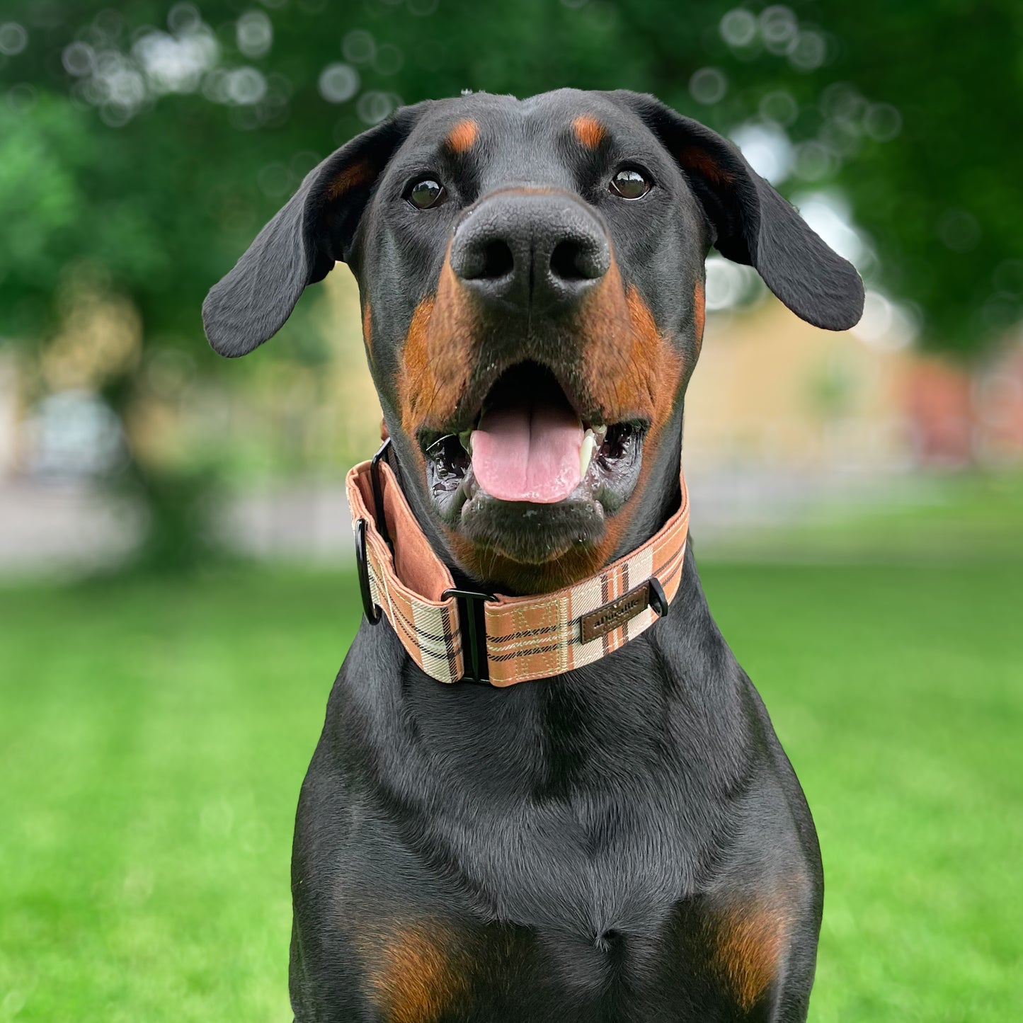 Heritage Martingale Collar - Butterscotch Biscuit