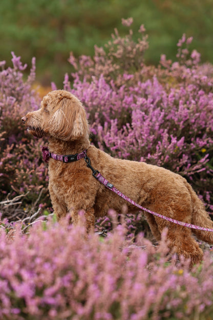 Lead - Highland Heather