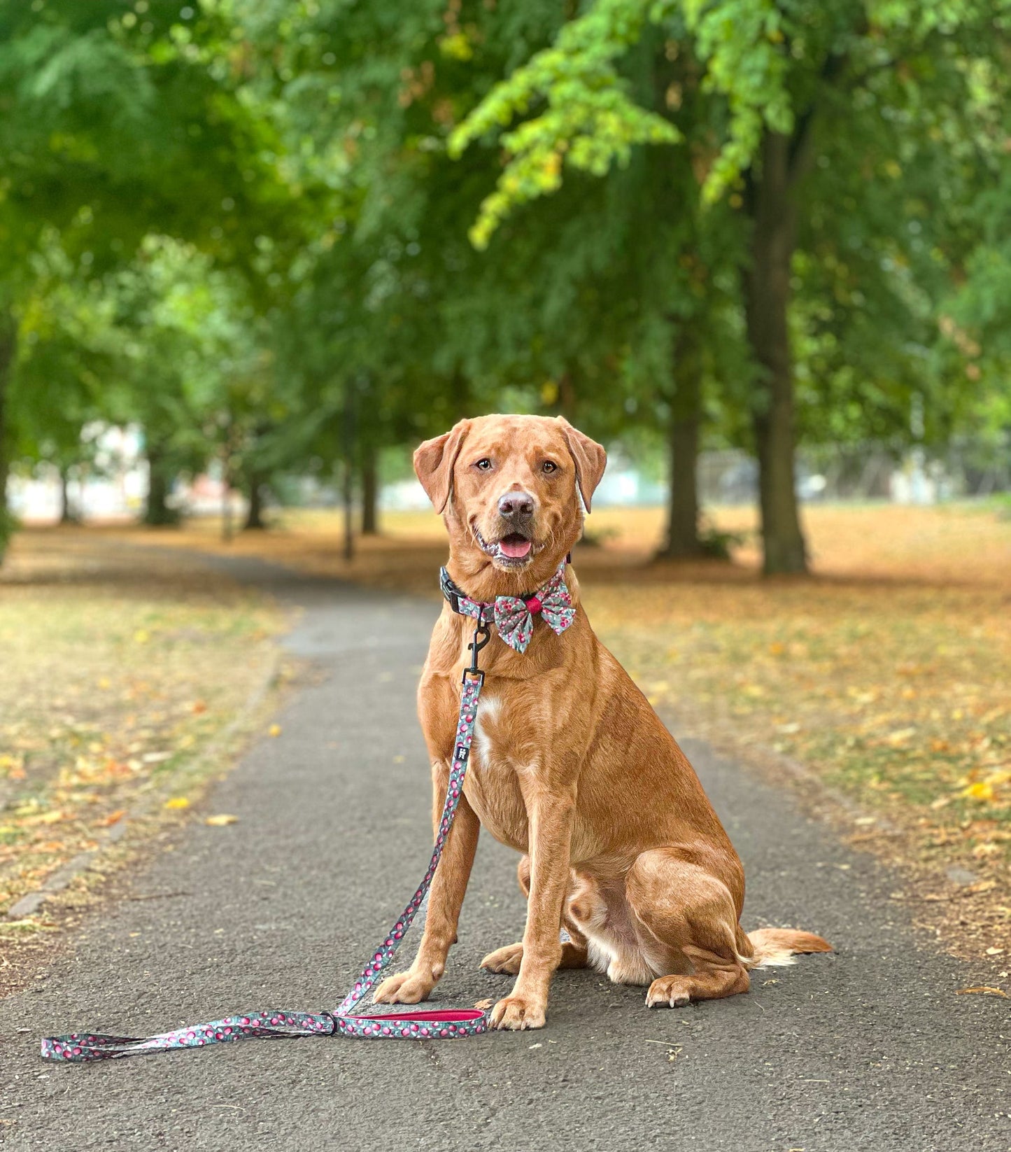 Lead - Crab Apple Cottage