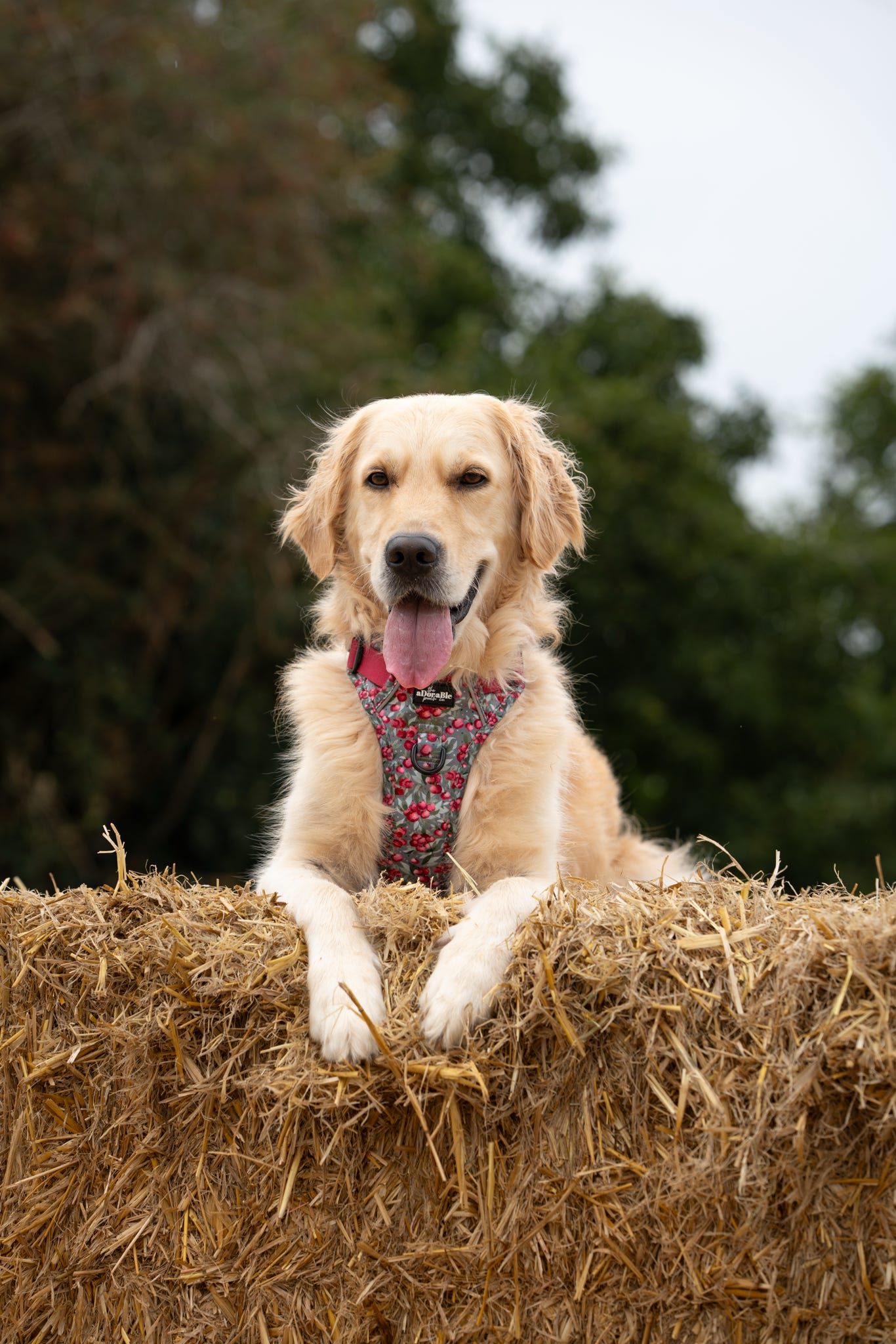 Hike & Go™ Harness - Crab Apple Cottage