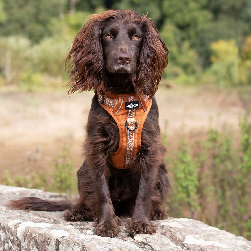 Hike & Go™ Harness - Gingerbread Frosting