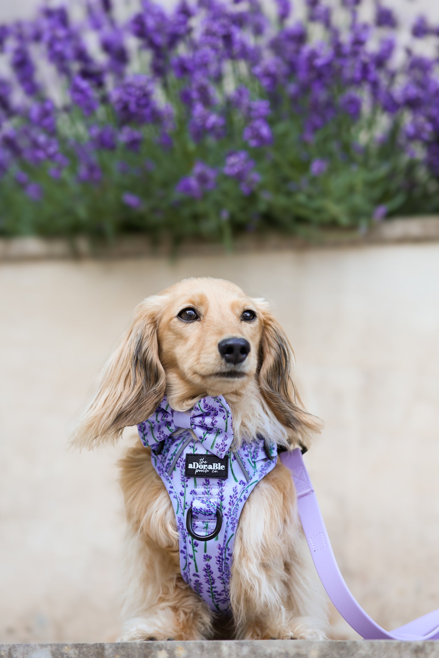 Hike & Go Lite™ Harness - Lavender Haze