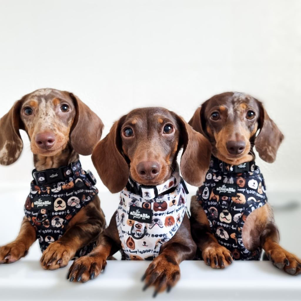 Adjustable Harness - The aDoraBle Pooch Co x Boop My Nose - Boop! - Black
