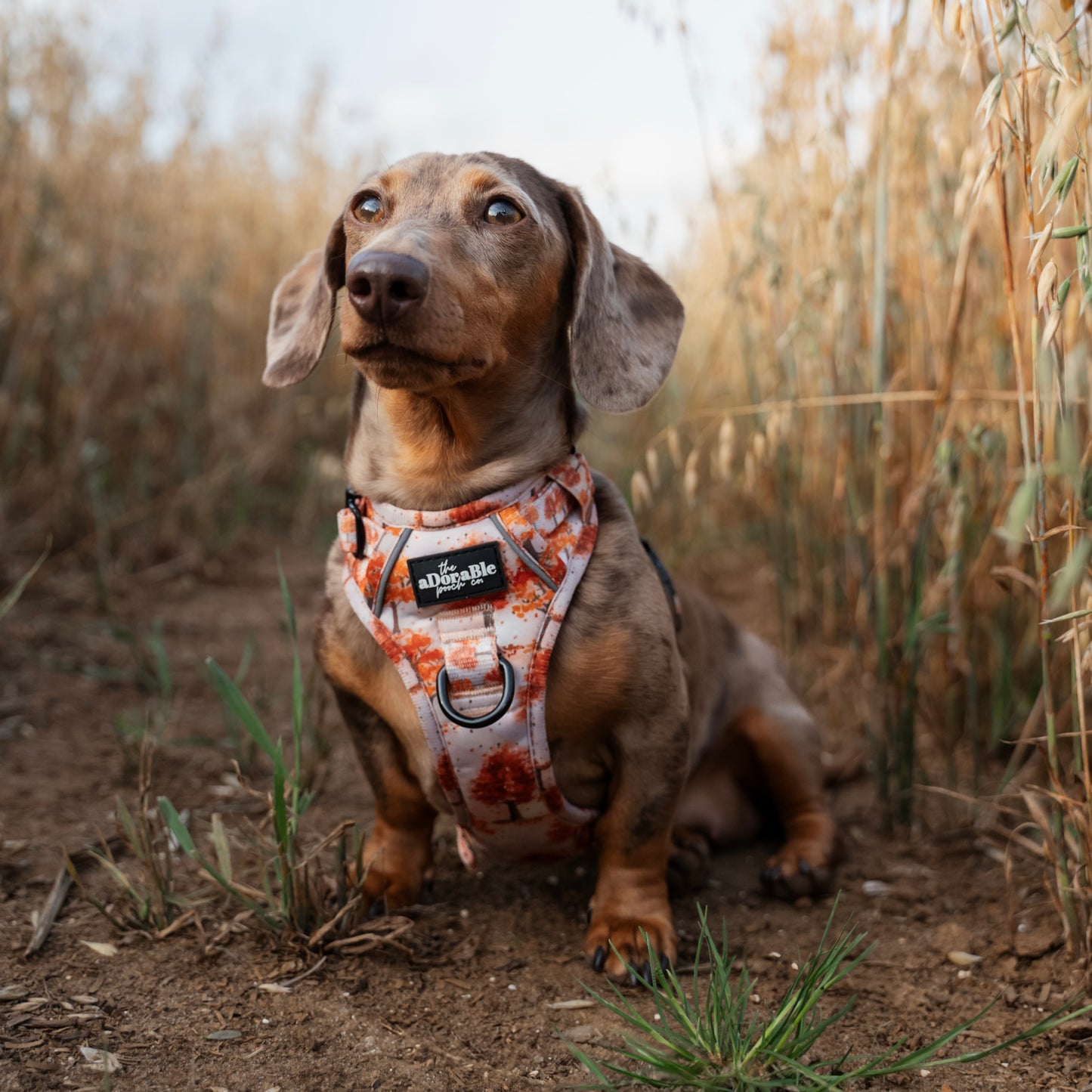 Hike & Go Lite™ Harness - Autumn Orchard