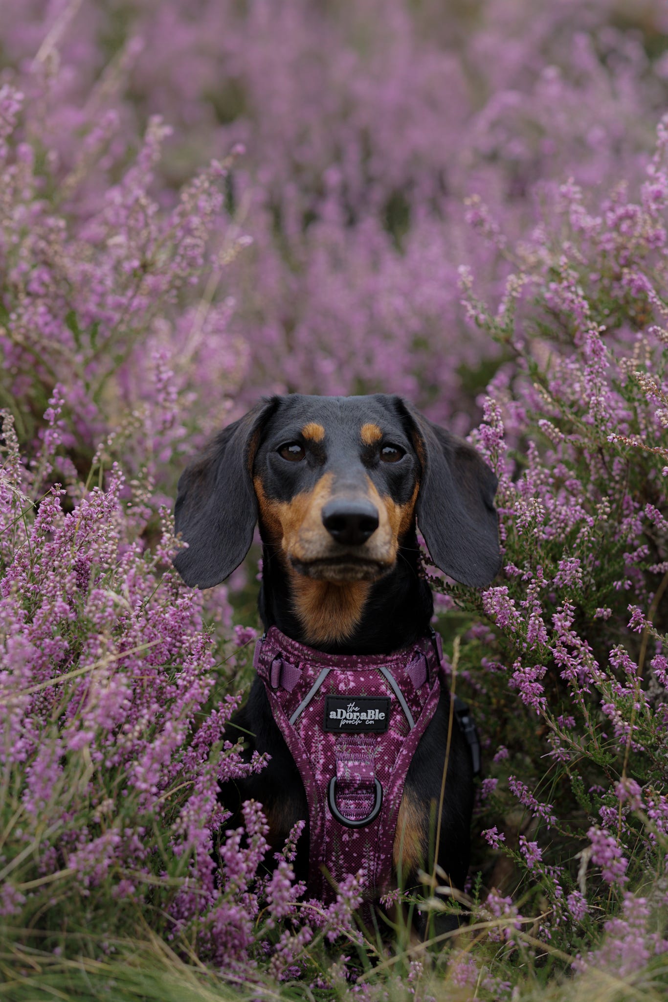 Hike & Go™ Harness - Highland Heather