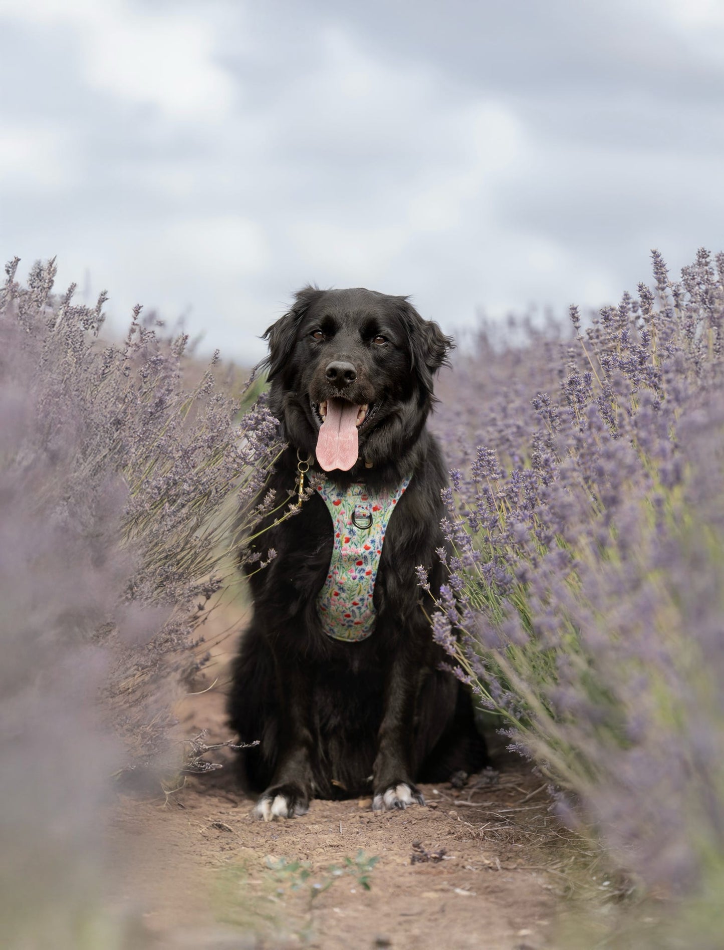 Hike & Go Lite™ Harness - Wildflower Meadow