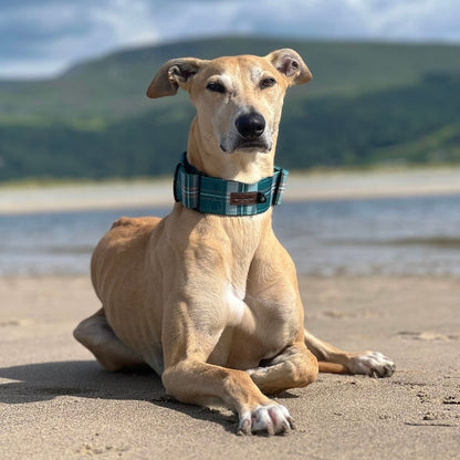 Heritage Martingale Collar - Pheasant Green