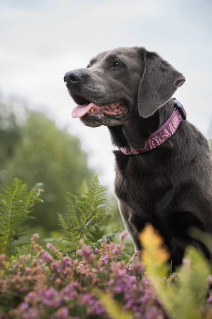 Collar - Highland Heather