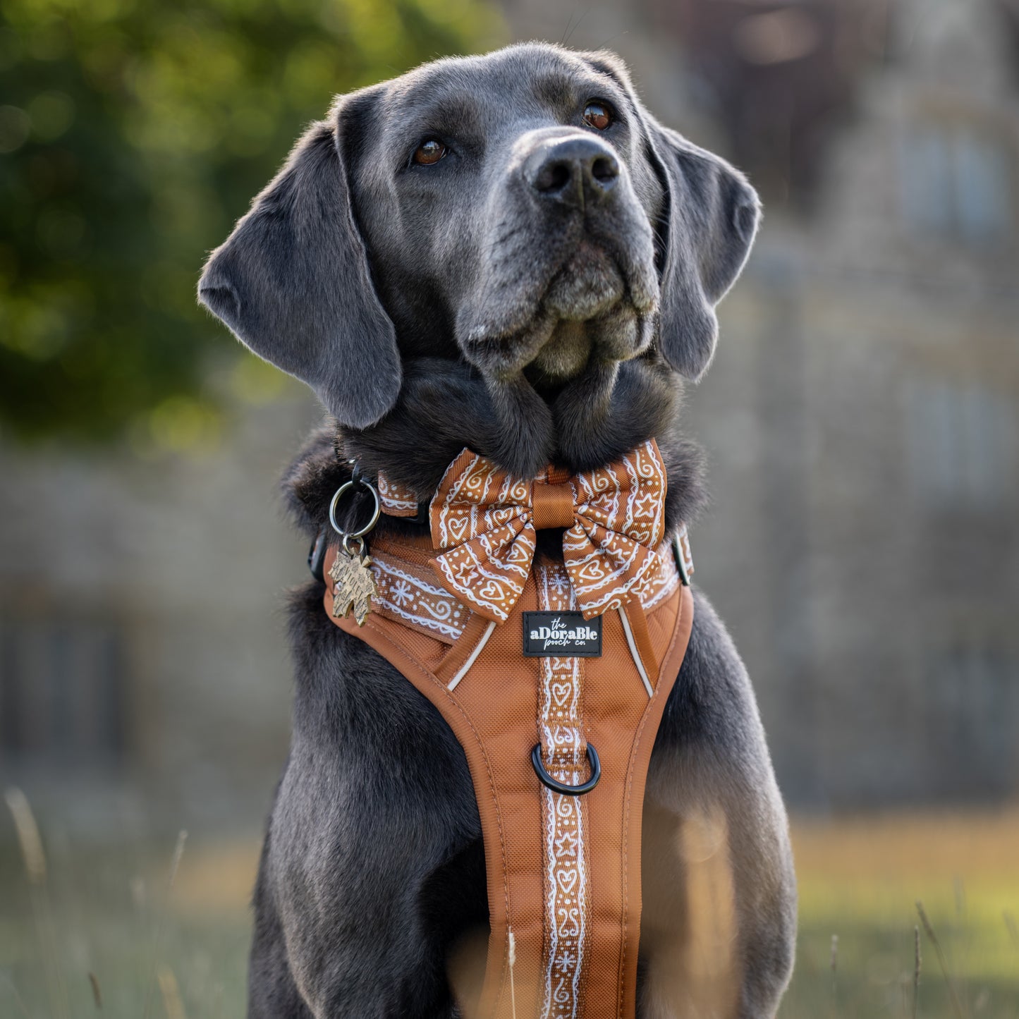 Hike & Go™ Harness - Gingerbread Frosting