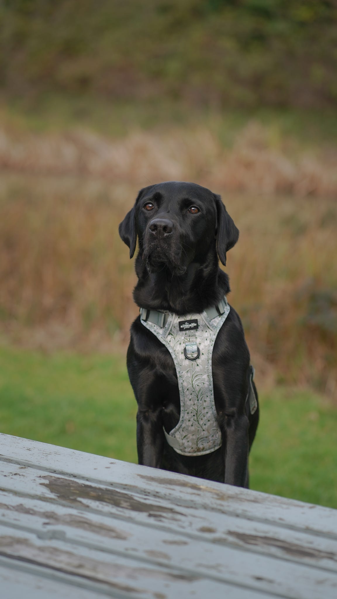 Hike & Go Lite™ Harness - Silent Snowdrops