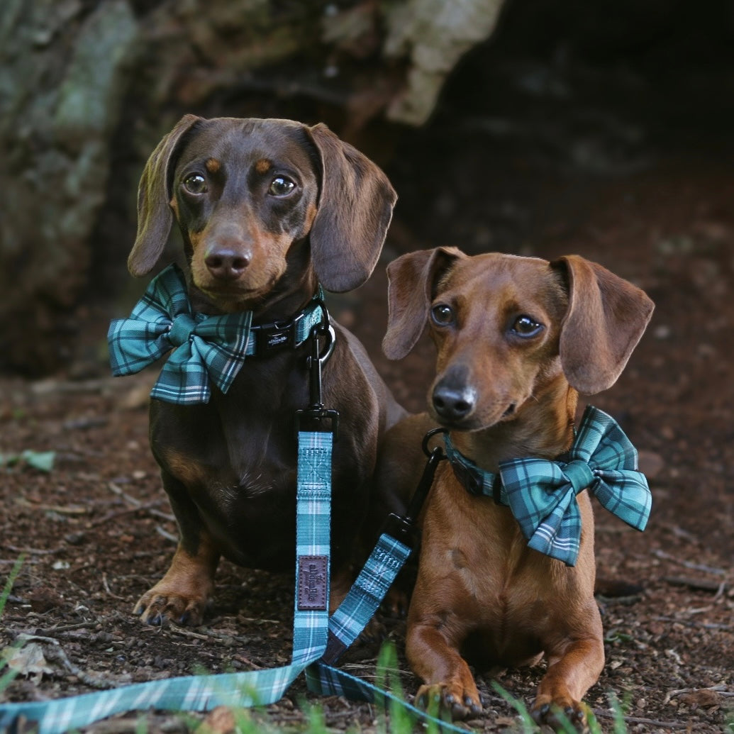 Heritage Collar - Pheasant Green