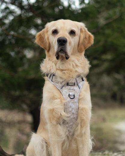Laura Ashley Dog Harness - Magnolia Grove