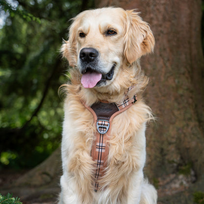 Streamline Pro™ Dog Harness - Heritage Collection - Butterscotch Biscuit