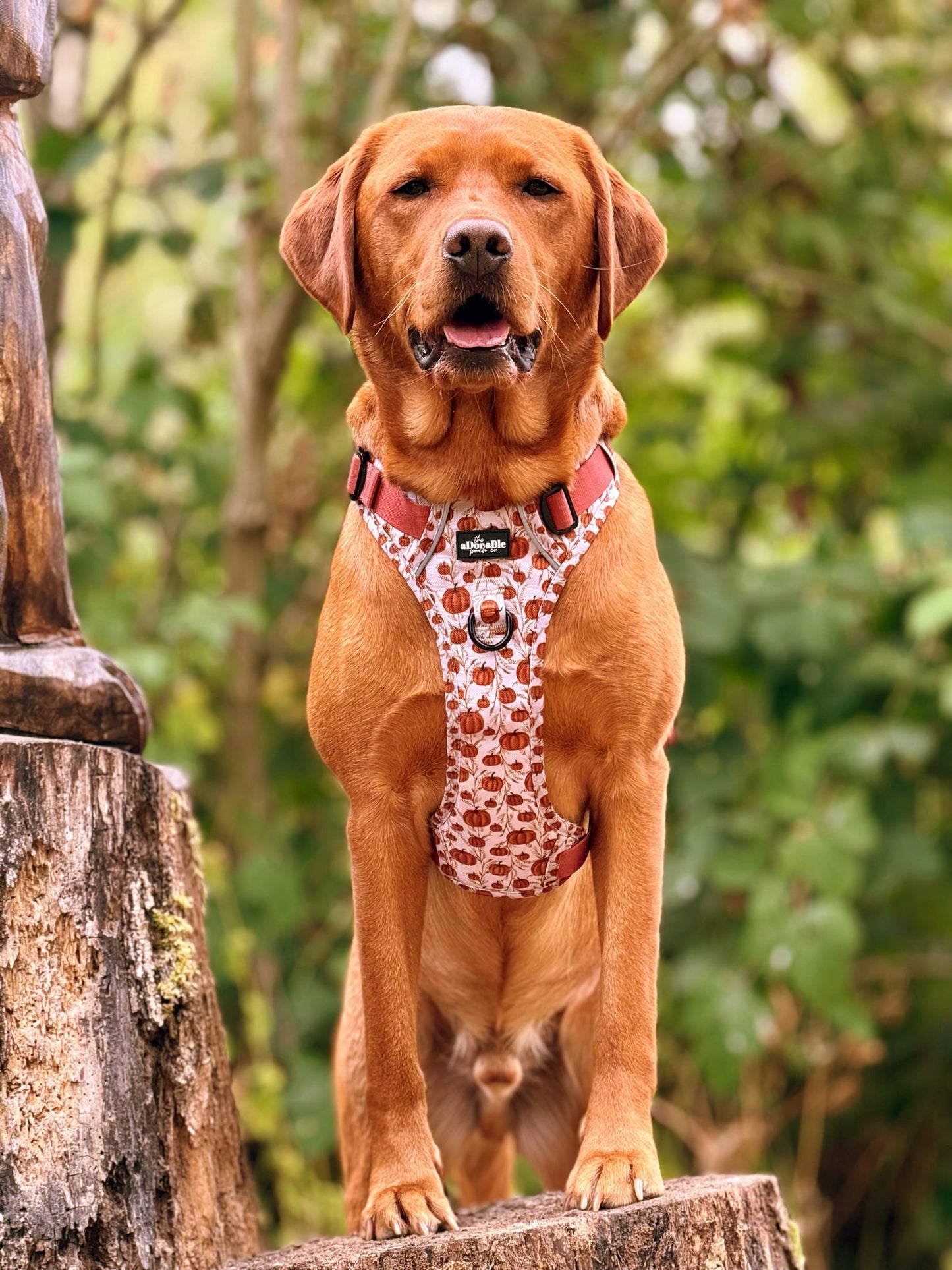 Hike & Go™ Harness - Pumpkin Farm