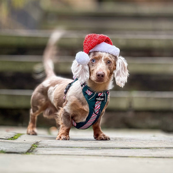 Hike & Go™ Harness - Candy Cane Forest