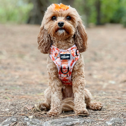 Hike & Go Lite™ Harness - Autumn Orchard