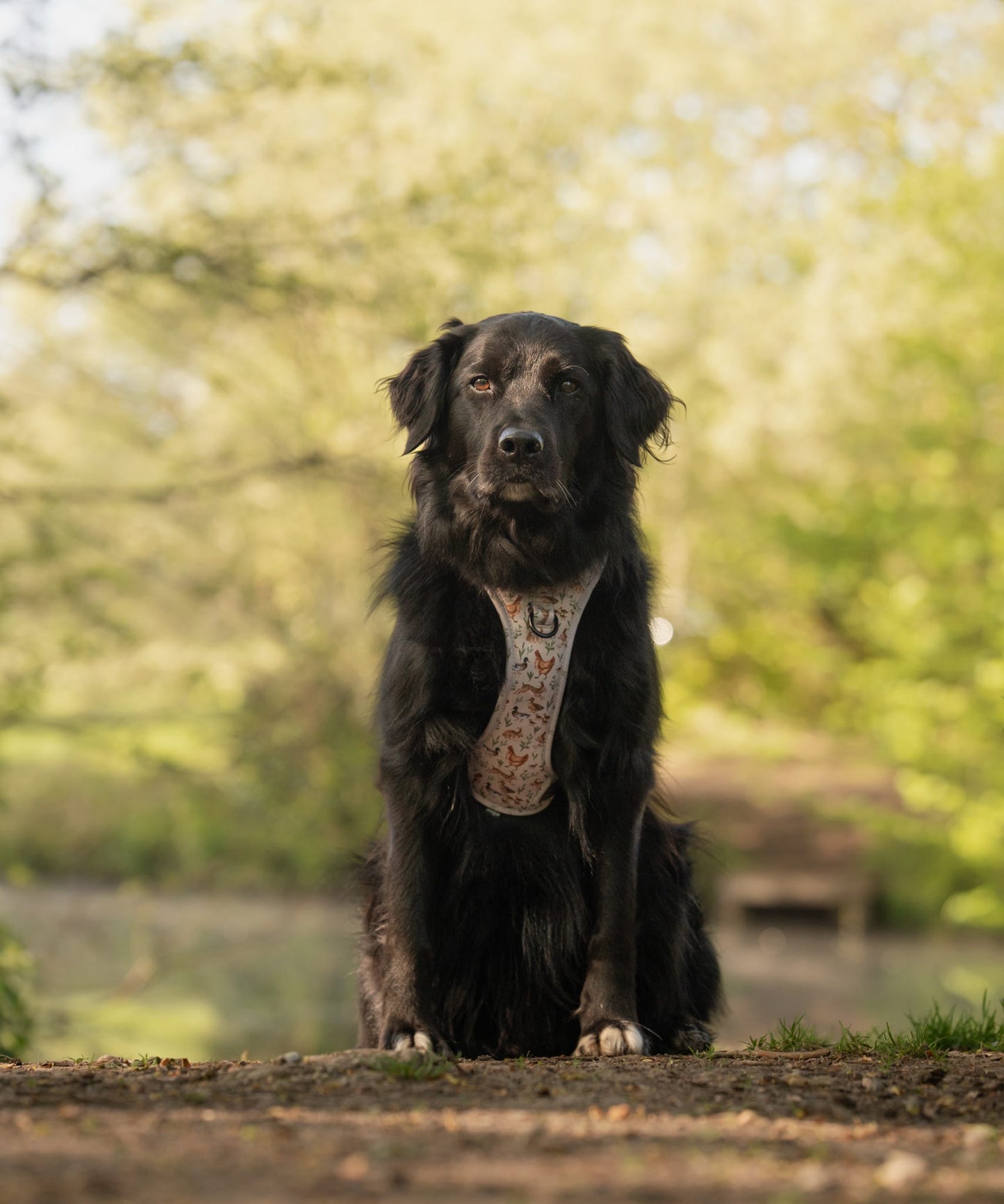 Hike & Go Lite™ Harness - Cotswold Cottage