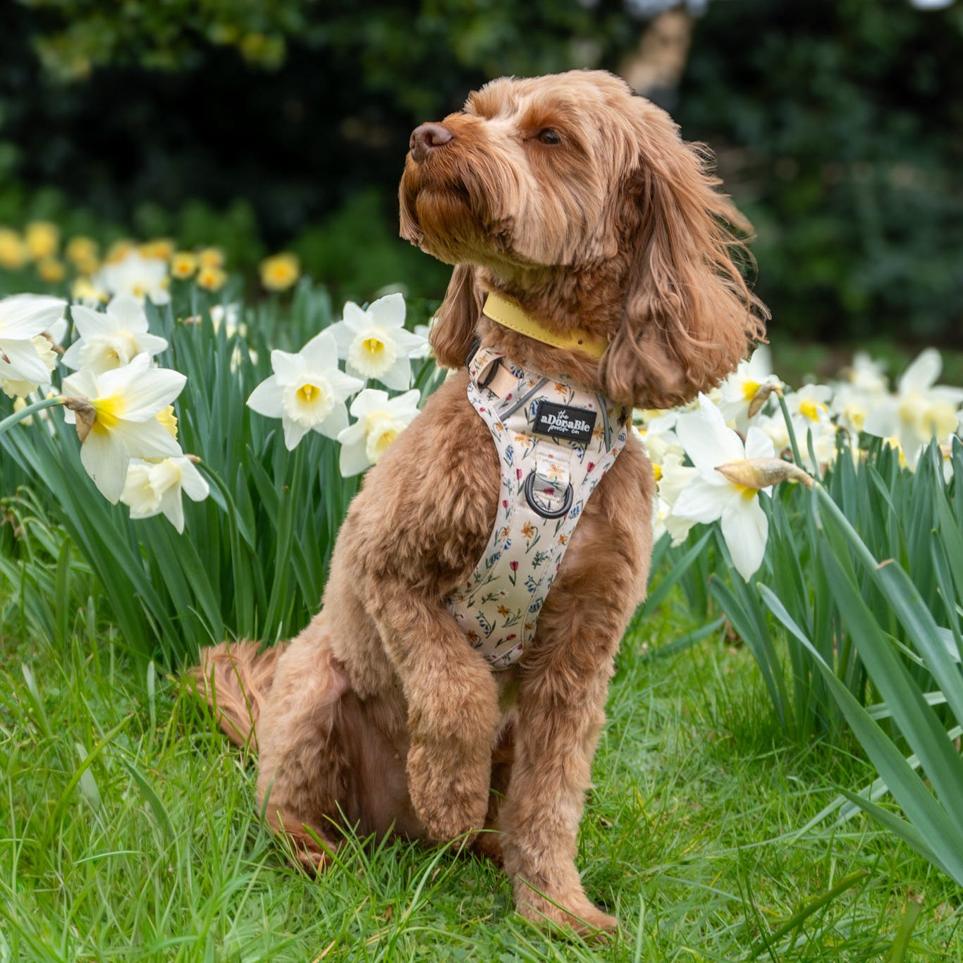 Hike & Go Lite™ Harness - Spring Garden