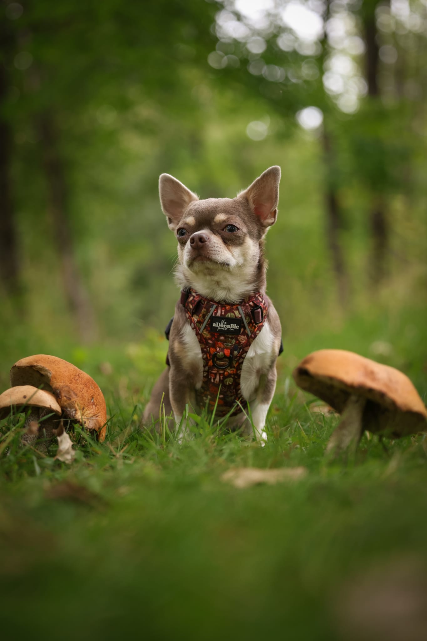 Hike & Go™ Harness - Foragers Forest