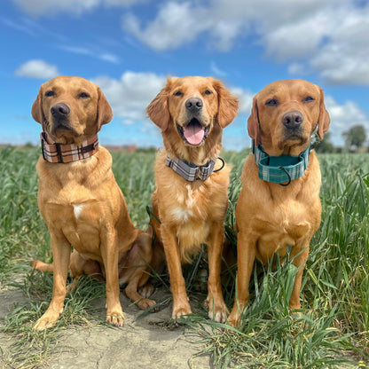 Heritage Martingale Collar - Pheasant Green