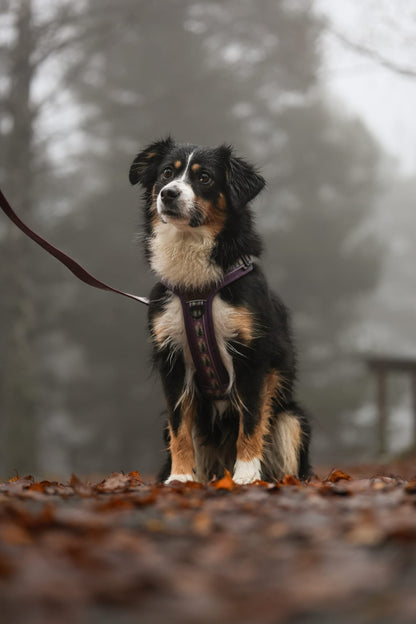 Streamline Pro™ Dog Harness - Moonlit Pines