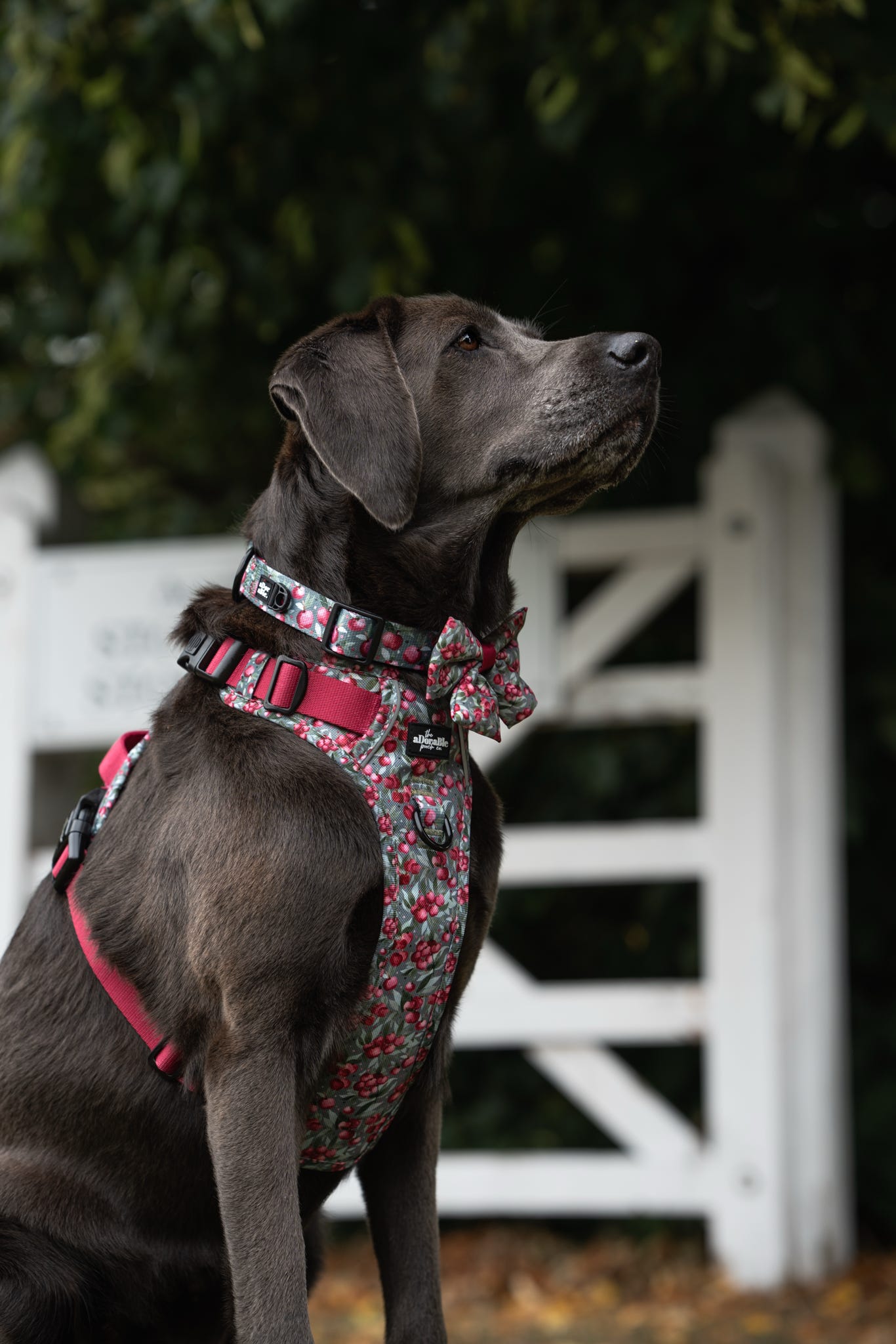 Collar - Crab Apple Cottage