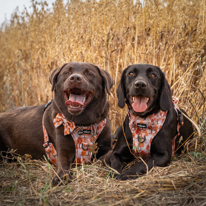 Hike & Go Lite™ Harness - Autumn Orchard