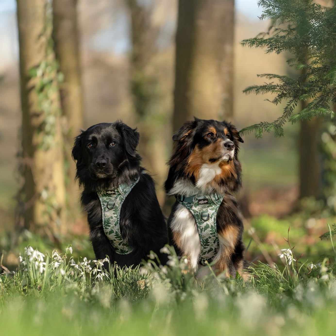 Hike & Go Lite™ Harness - Forest Of Ferns